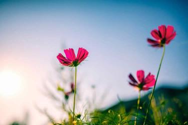 子女是香港身份要怎么辦理放棄繼承父母遺產(chǎn)聲明書公證