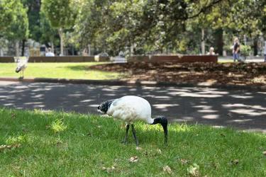 在內(nèi)地讀過書的臺(tái)灣人怎么辦理中國(guó)無犯罪記錄證明公證書用于美國(guó)申請(qǐng)簽證呢？