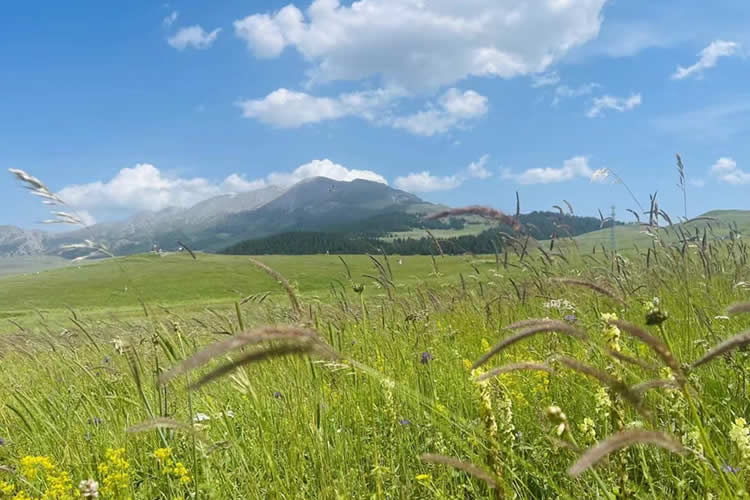 美國公民的香港死亡證明怎么辦理國際海牙認(rèn)證手續(xù)呢？