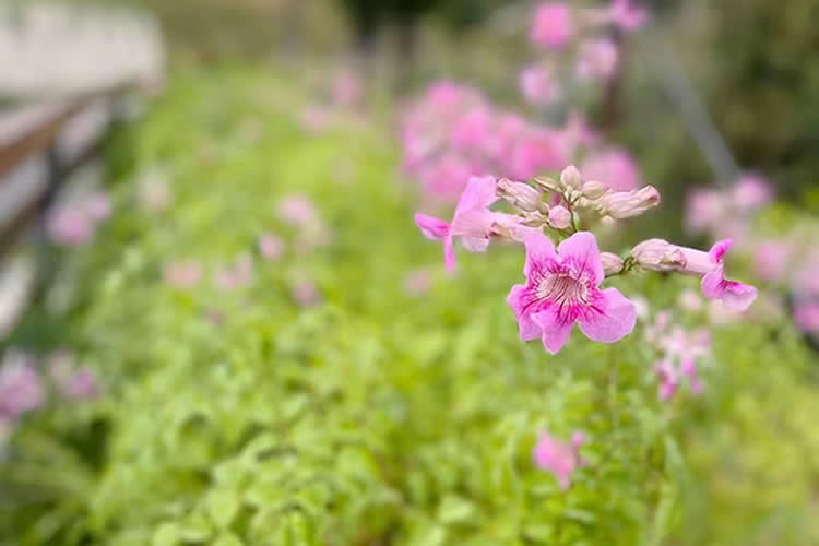 香港人在日本死亡怎么辦理日本死亡屆公證及海牙認(rèn)證Apostille手續(xù)