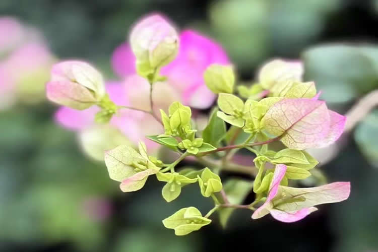 人不在香港怎么線上遠(yuǎn)程辦理個人印章樣式公證海牙認(rèn)證呢？