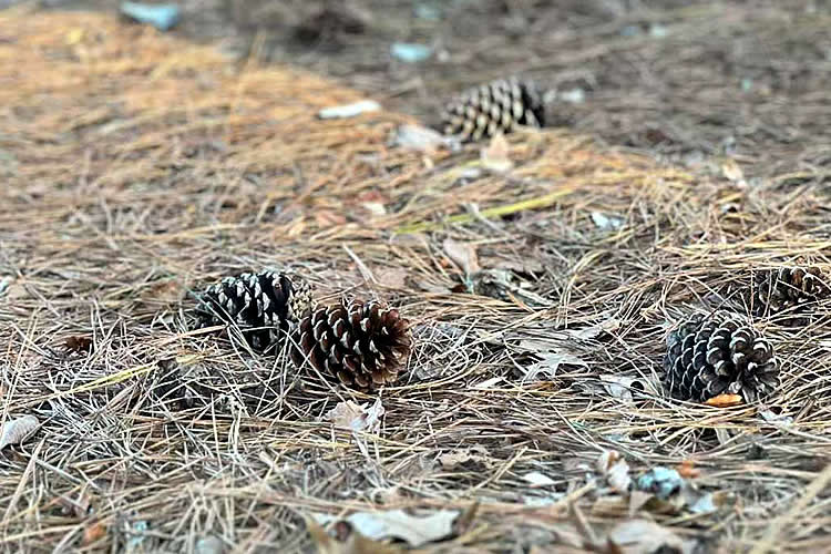內(nèi)地出生的香港人如何辦理中德文出生公證書海牙認證用于移民德國呢？