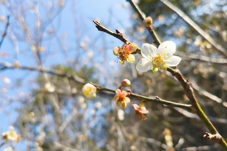 內(nèi)地居民的澳門結(jié)婚證怎么做轉(zhuǎn)遞公證用于辦理銀行貸款用呢？